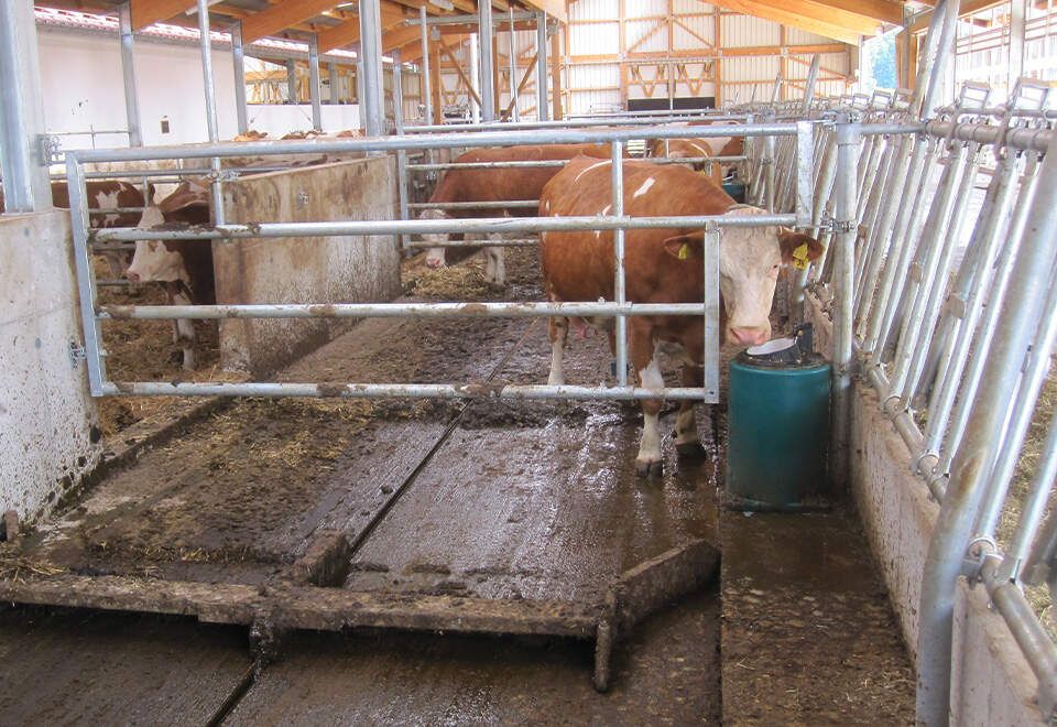 Ansicht einer SUEVIA Entmistungsanlage in einem Rinderstall