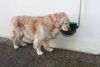 100.1250_Mod._125_-_in_Aktion_Hund_trinkt2