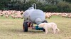 160.0031_WT30-N_-_mit_Schafe_Hund