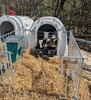 130.1602_Kaelberiglu_MAXI_-_mit_Umrandung_131.1634_in_Aktion_1