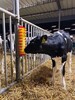 130.5019_Scheuerbuerste_50_x_15_cm_-_mit_Kalb